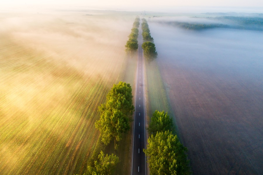 train racing through the fog as day breaks