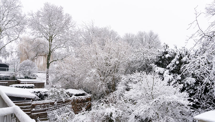 A black and white image of snowy trees