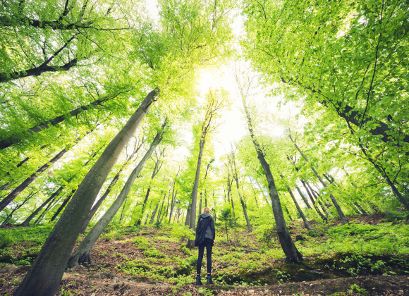 person standing in forest looking up